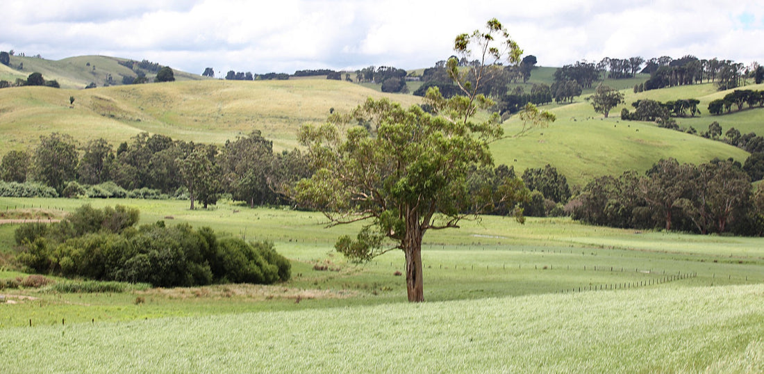 Berrys Creek Cheese, Gippsland, Victoria